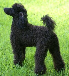 Poodle
